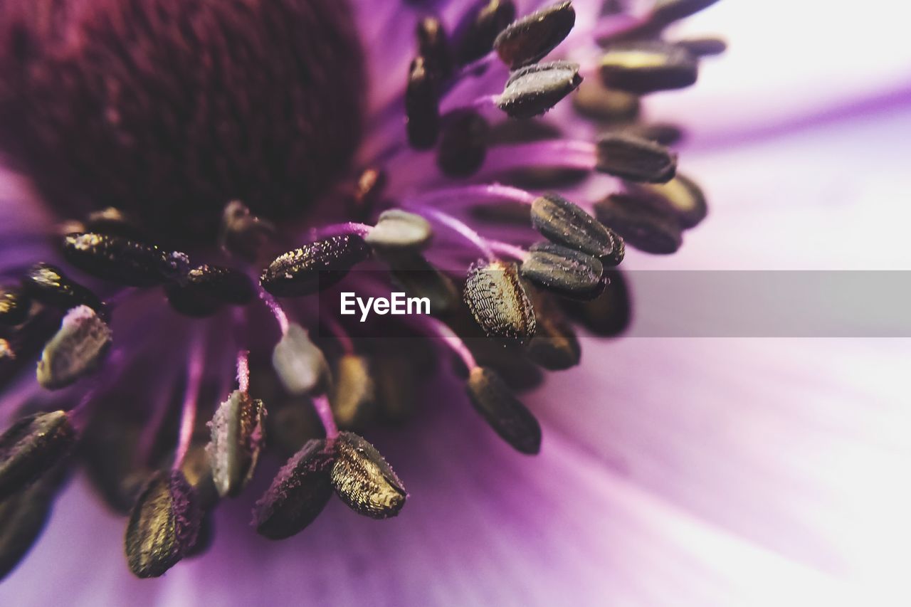 CLOSE-UP OF FLOWER