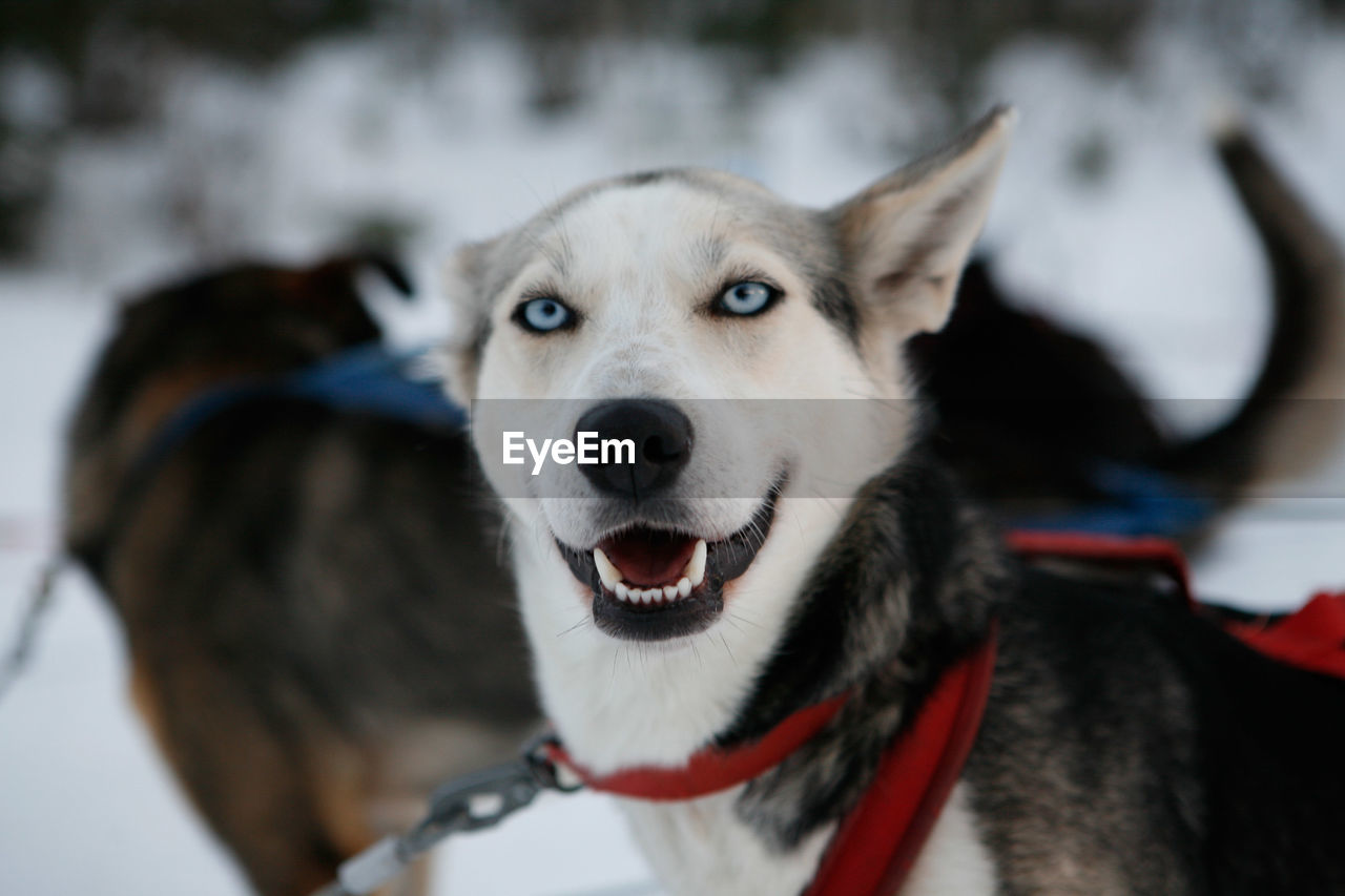 Close-up portrait of dog