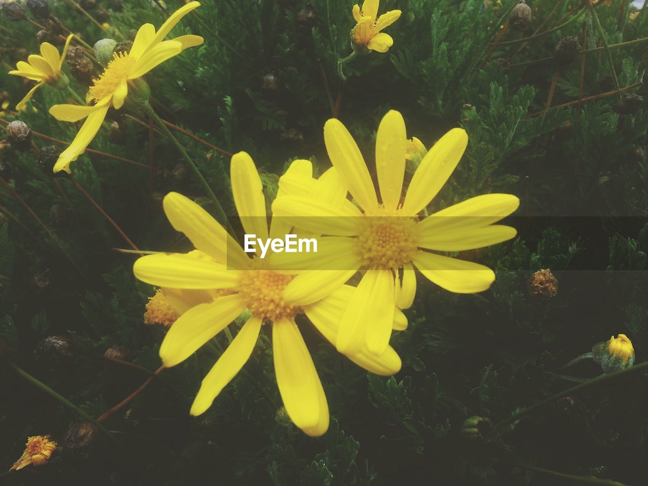 CLOSE-UP OF YELLOW FLOWERS BLOOMING