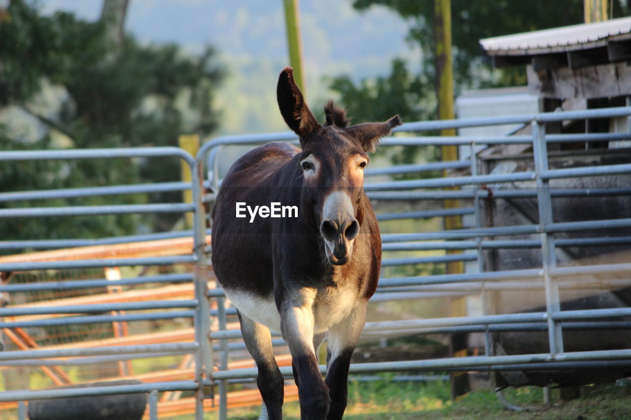 View of donkey in animal pen