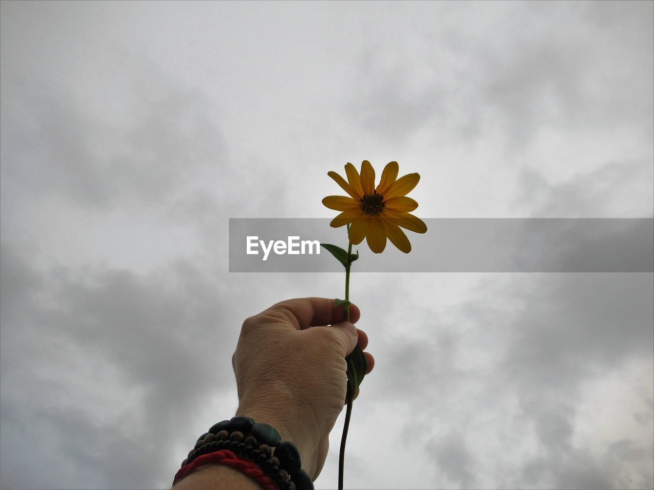 LOW ANGLE VIEW OF HAND HOLDING FLOWERING PLANT AGAINST CLOUDY SKY