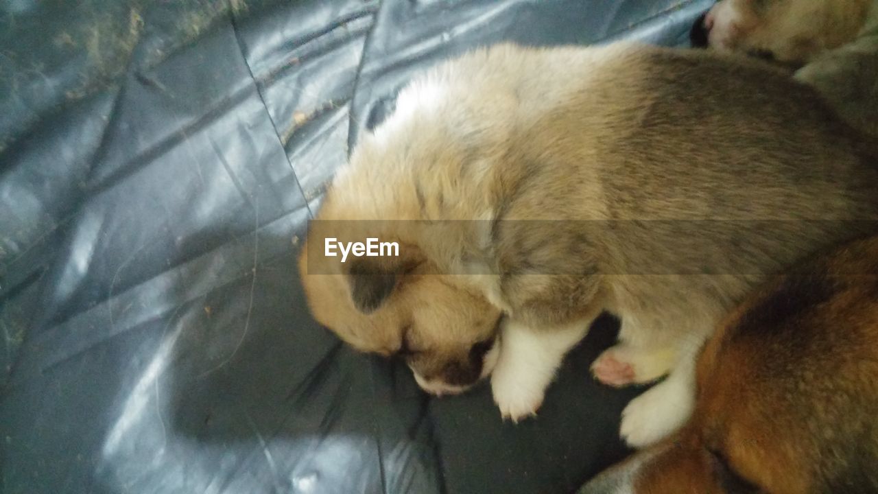 CLOSE-UP OF DOG WITH BLANKET