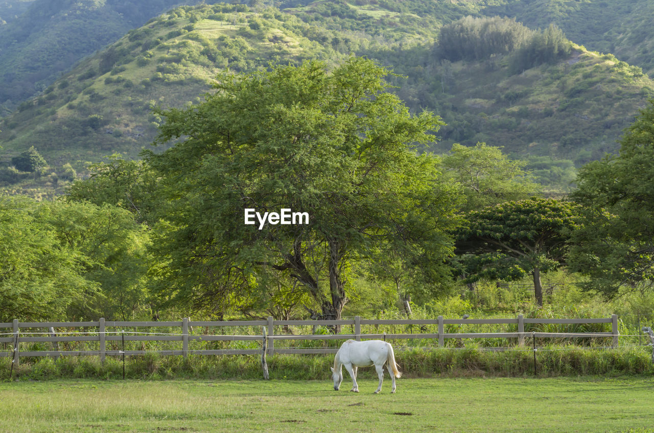 HORSE GRAZING IN FIELD