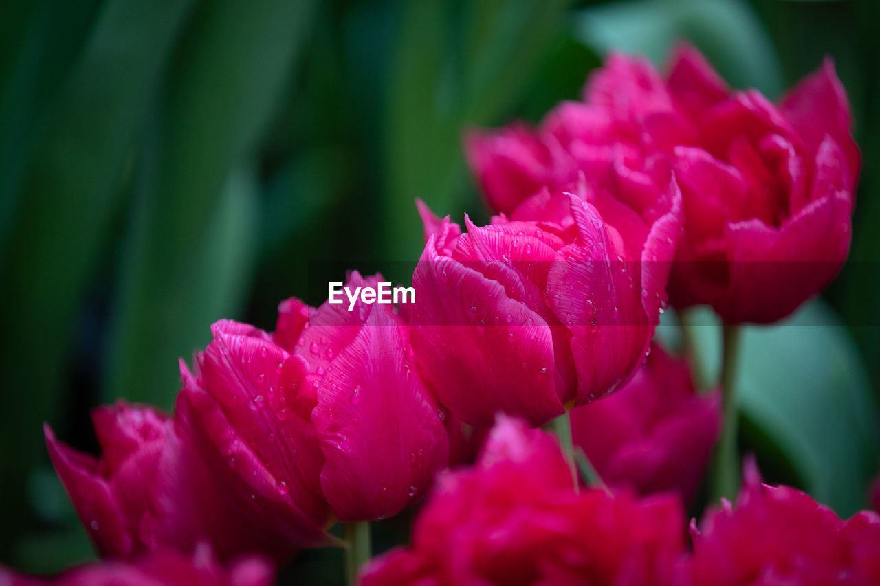 CLOSE-UP OF PINK ROSE FLOWER