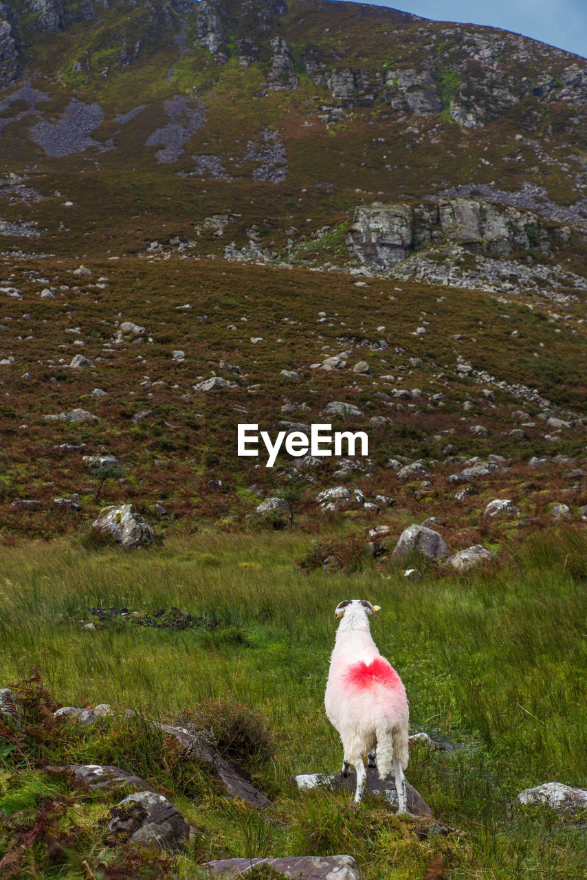 HORSE GRAZING ON FIELD