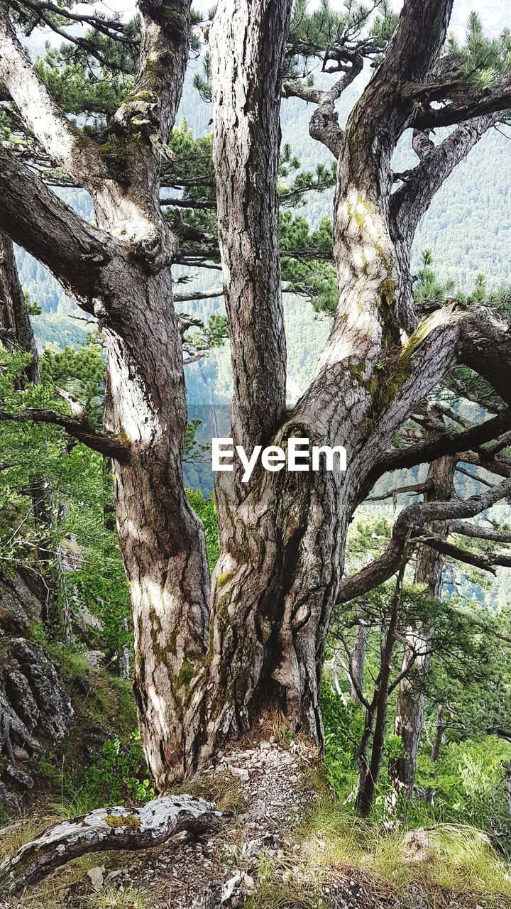 TREE TRUNK AMIDST PLANTS IN FOREST