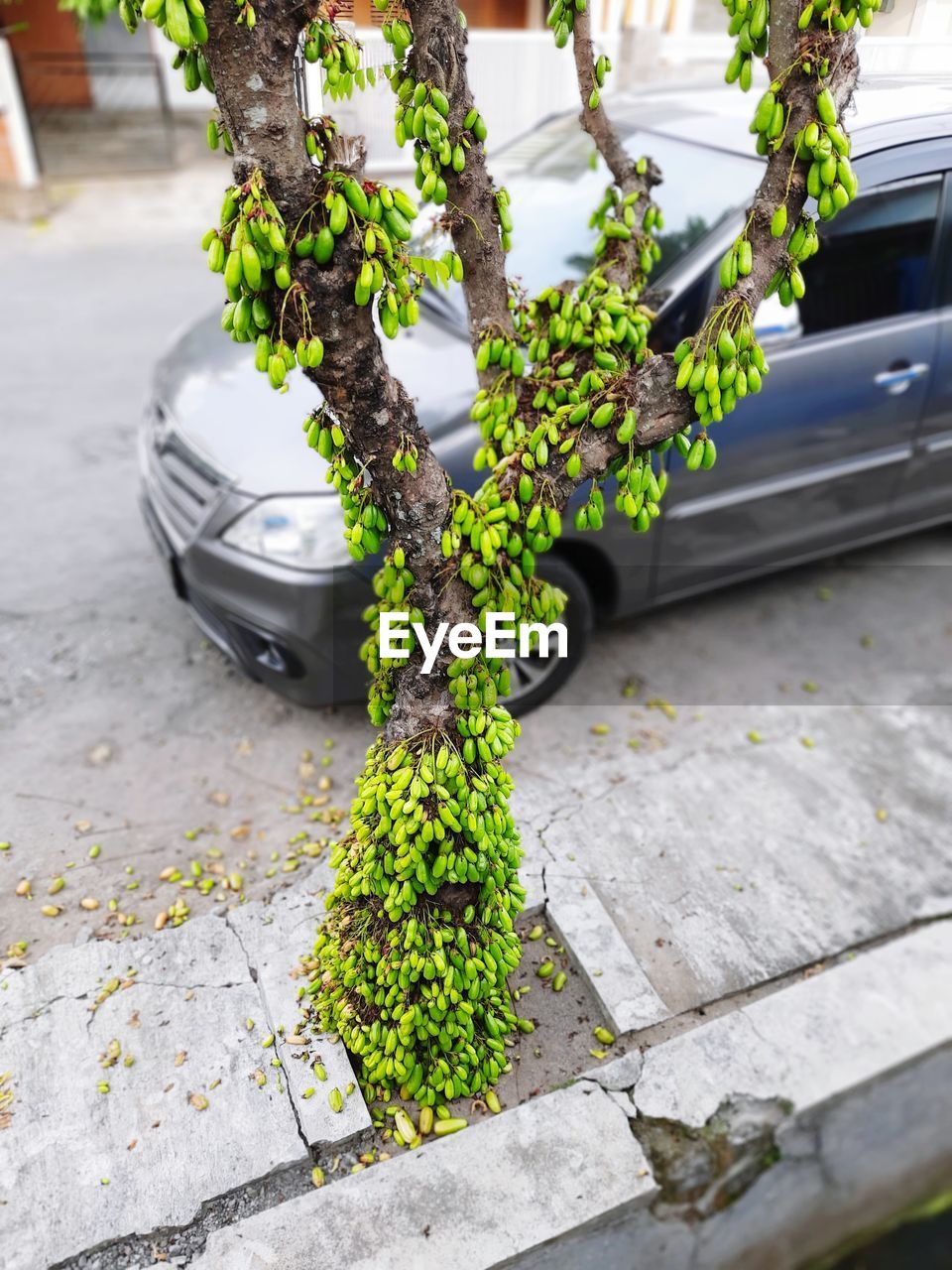 HIGH ANGLE VIEW OF POTTED PLANTS BY STREET