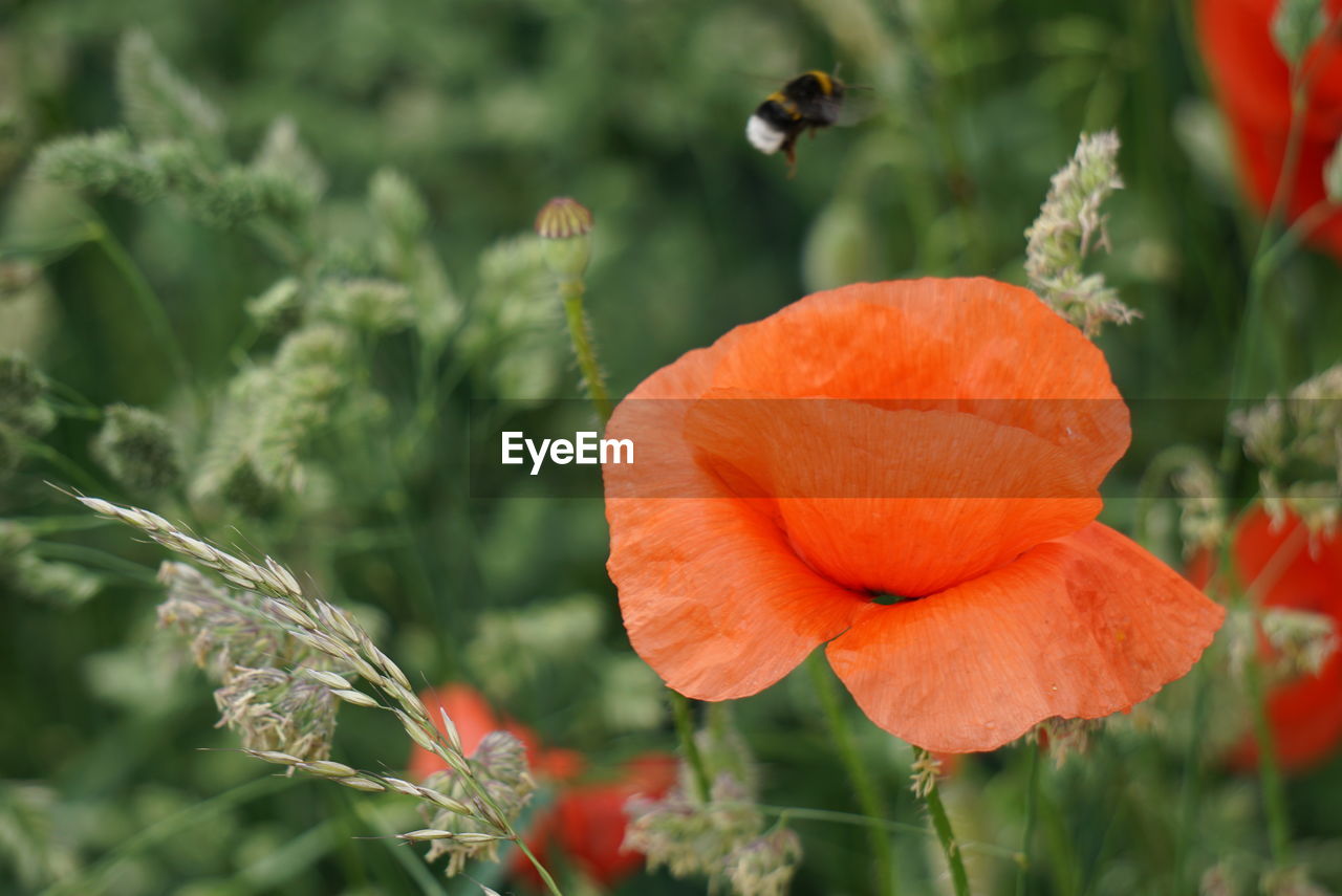 Close-up of red flower