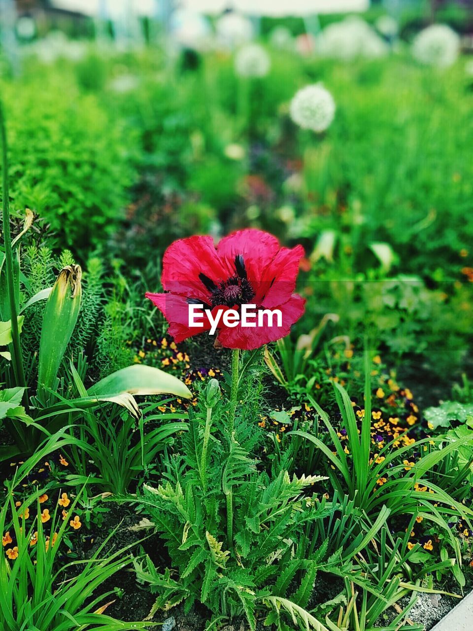 Close-up of red poppy blooming in field