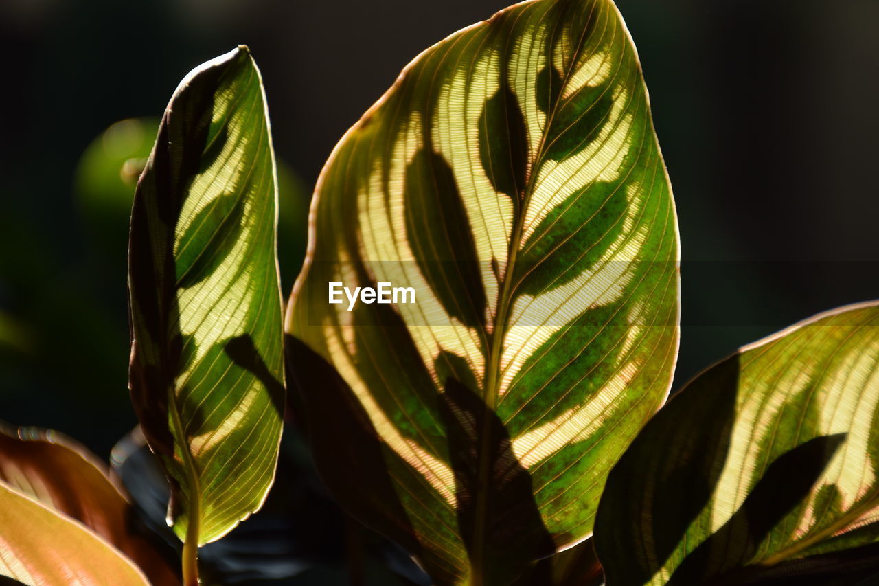 Calathea leaves ready to close up on night