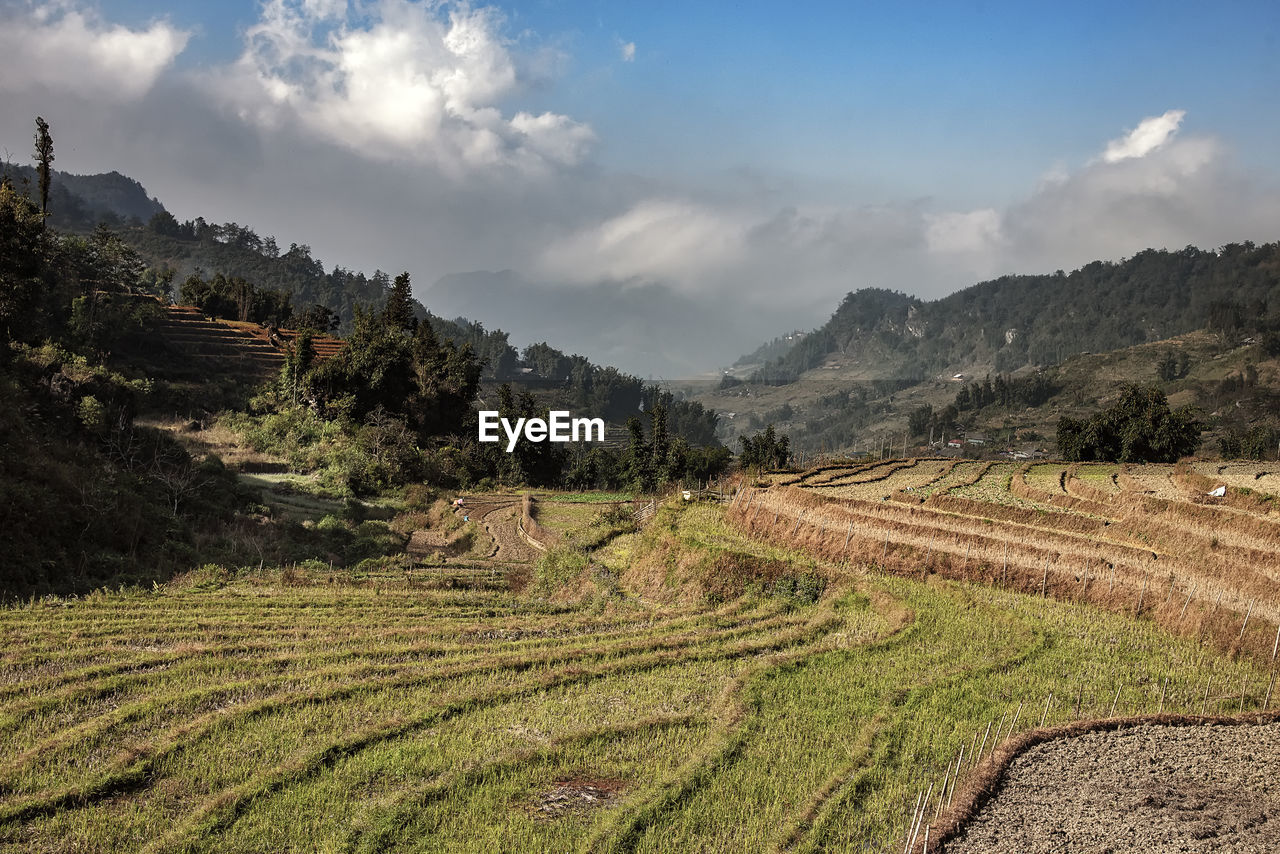 Scenic view of agricultural field against sky