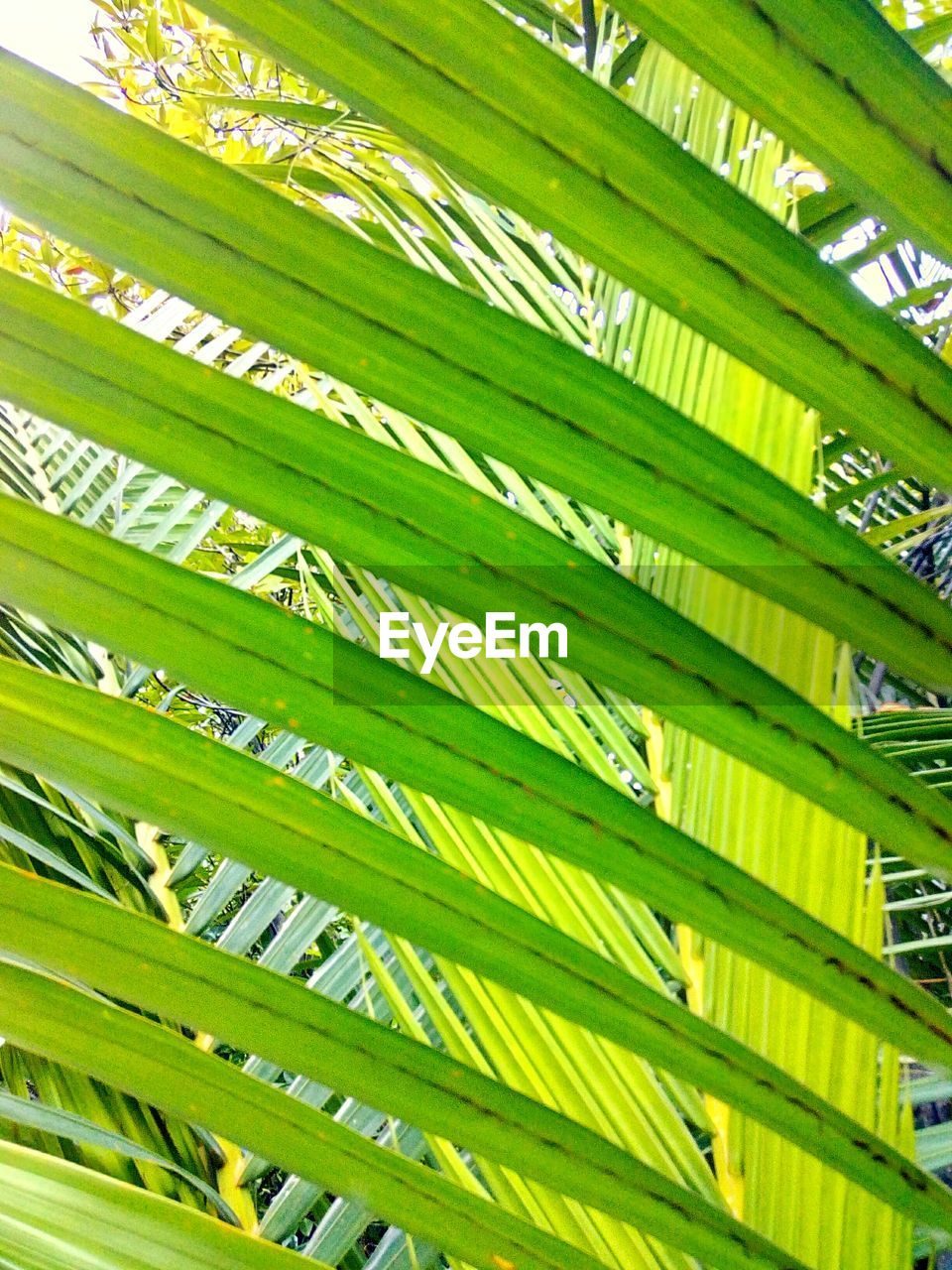 CLOSE-UP OF PALM LEAF