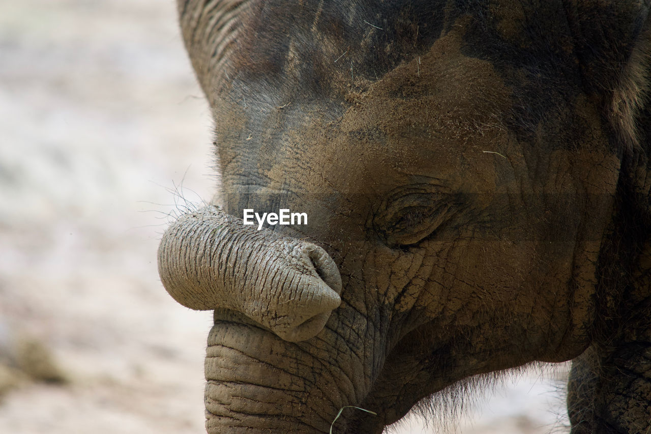 CLOSE-UP OF ELEPHANT WITH ANIMAL