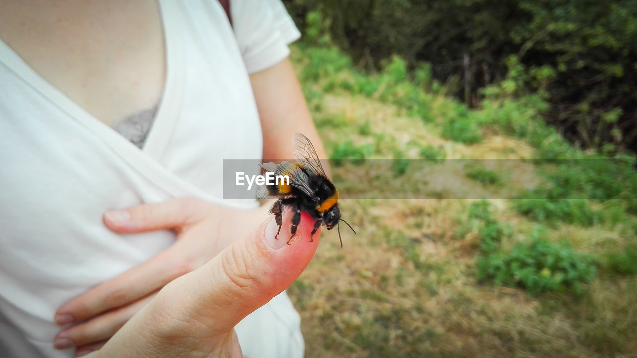 Midsection of woman holding honeybee