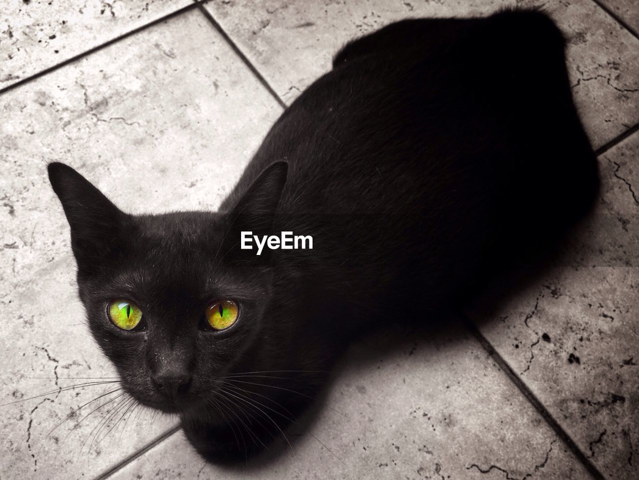 Close-up of black cat with green eyes