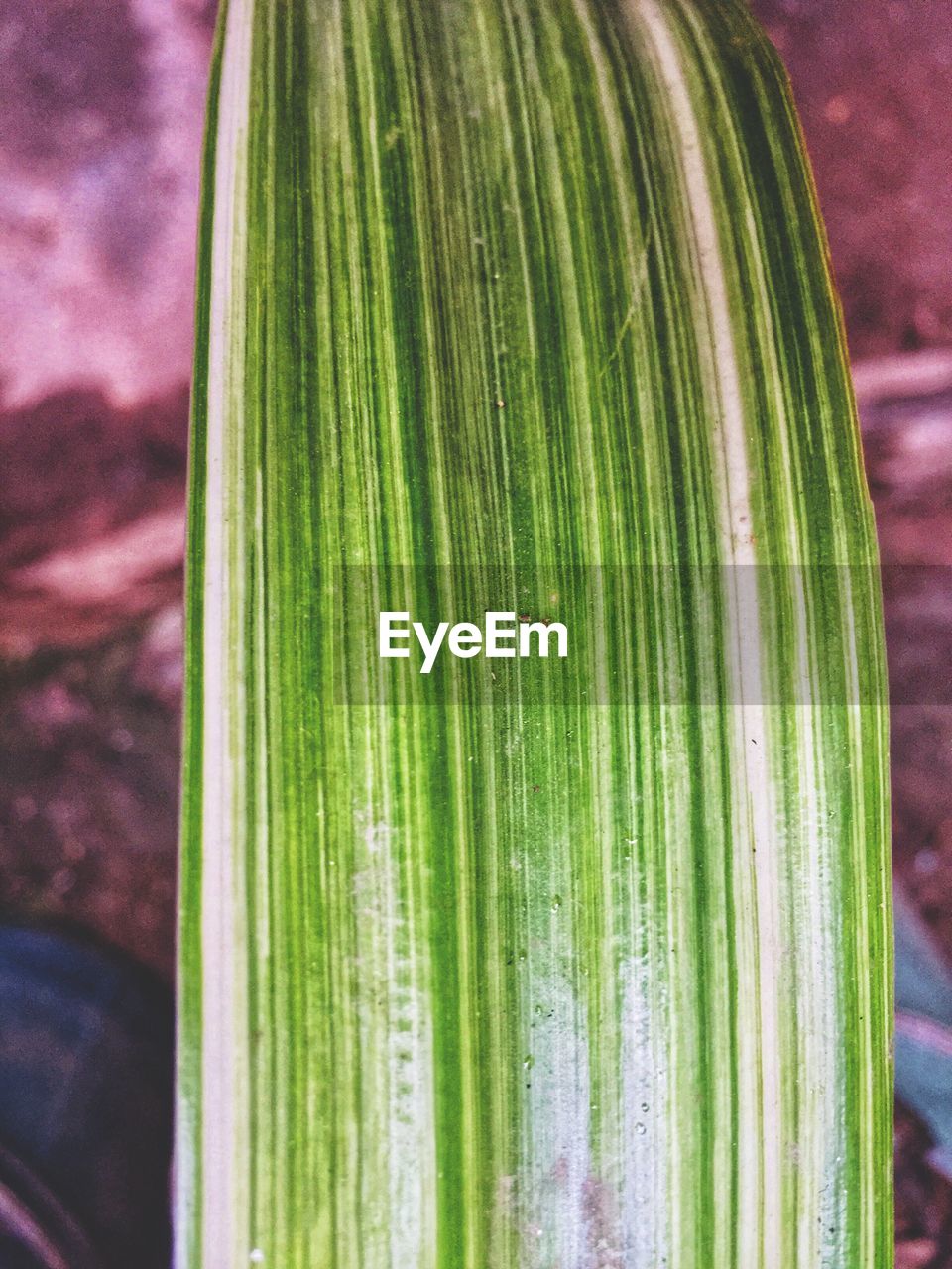 CLOSE-UP OF FRESH LEAF