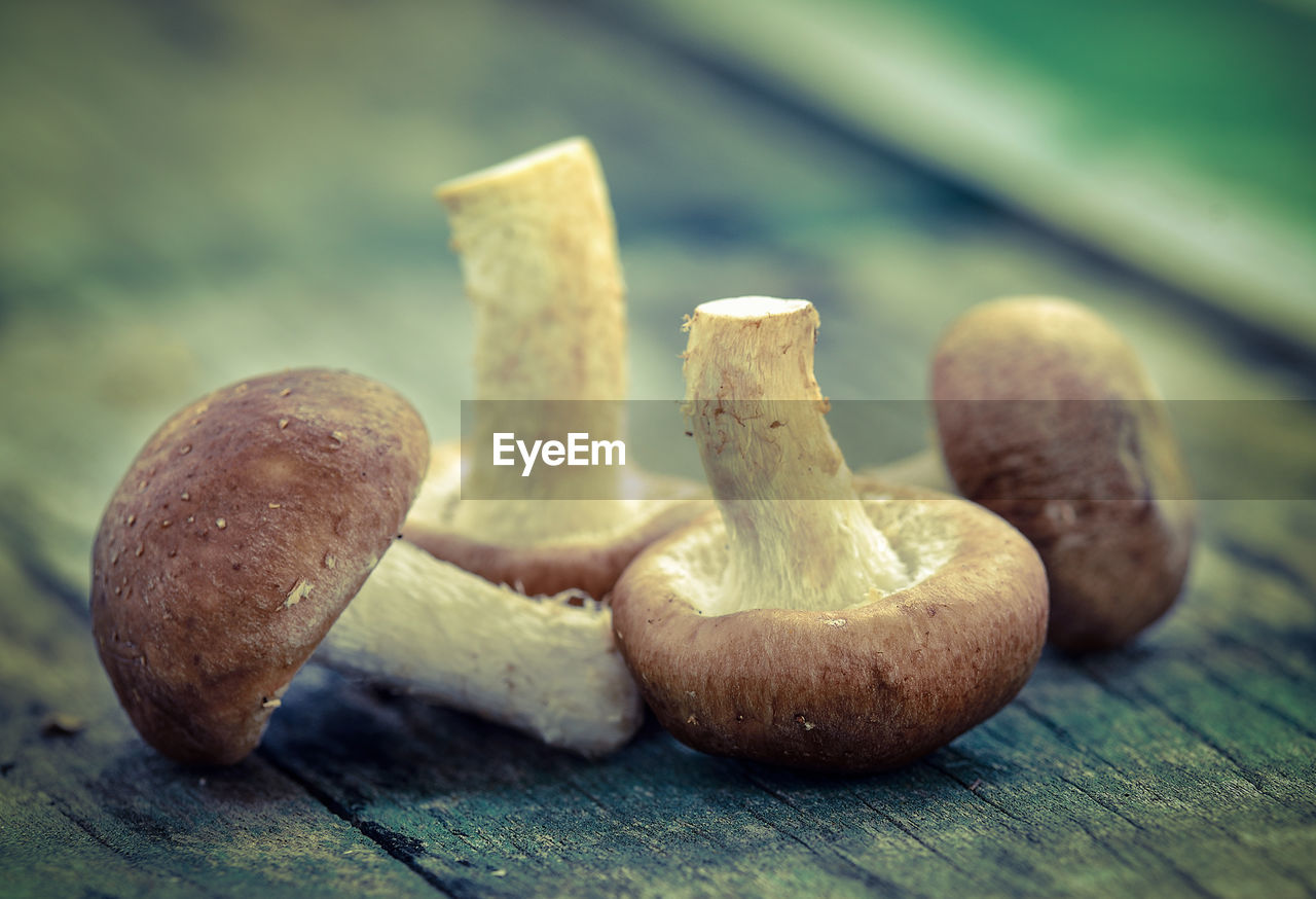 CLOSE-UP OF MUSHROOM GROWING ON TABLE