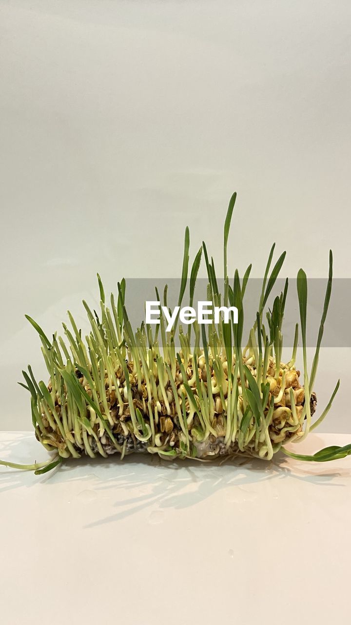 grass, plant, twig, green, branch, nature, food and drink, food, flower, leaf, no people, indoors, studio shot, wellbeing, growth, copy space, herb, freshness, floristry, healthy eating, medicine, plant part