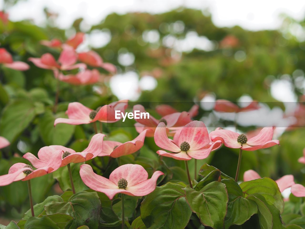 Close-up of pink flowering plants