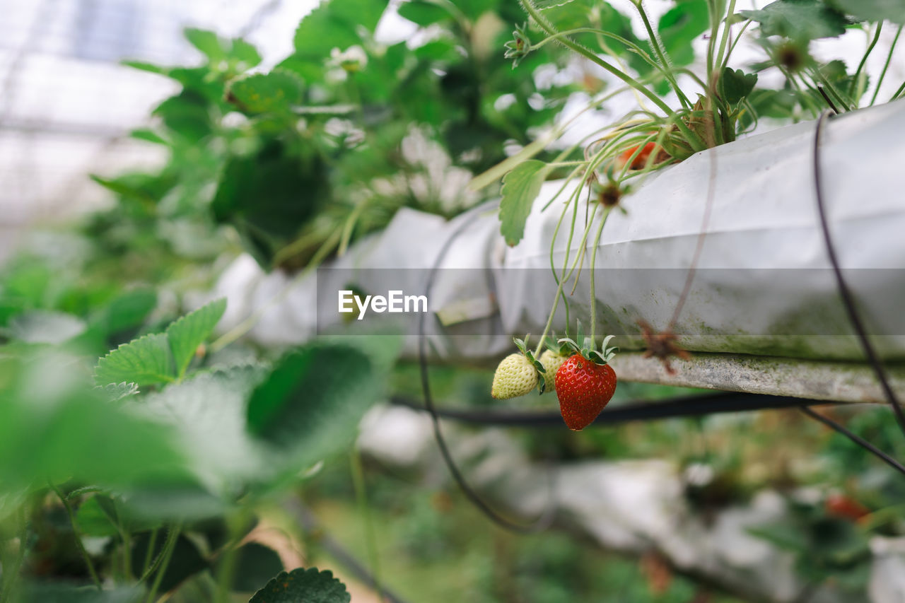 low angle view of strawberry growing on tree