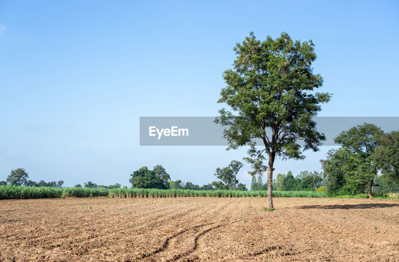 Field of green leaf sugarcane in agriculture planting farm land under blue sky