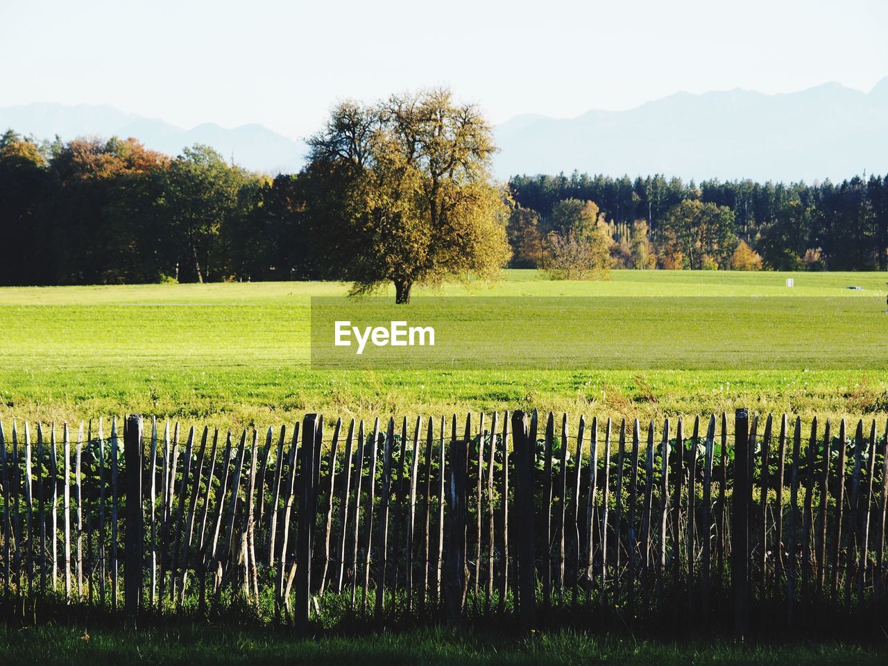 Trees on field against sky