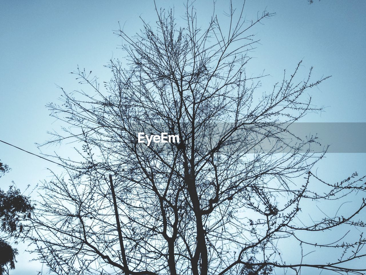 LOW ANGLE VIEW OF TREE AGAINST CLEAR SKY