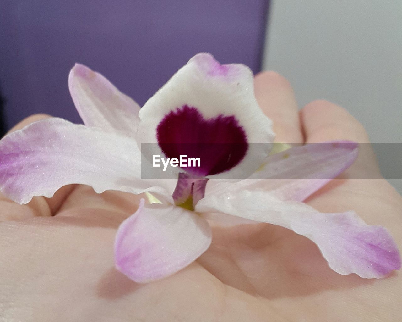 CLOSE-UP OF FRANGIPANI