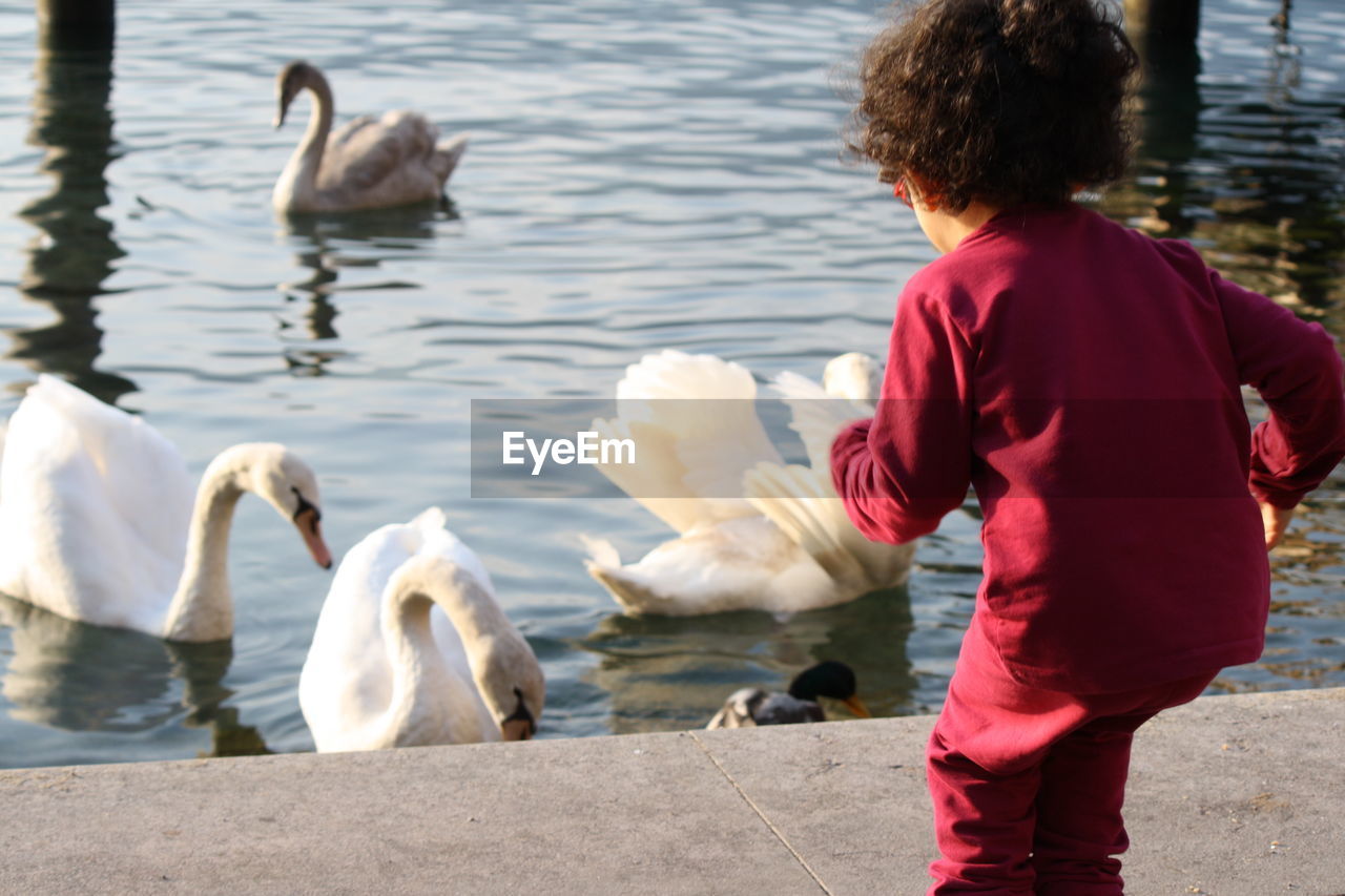 Rear view of girl looking at swans swimming on lake