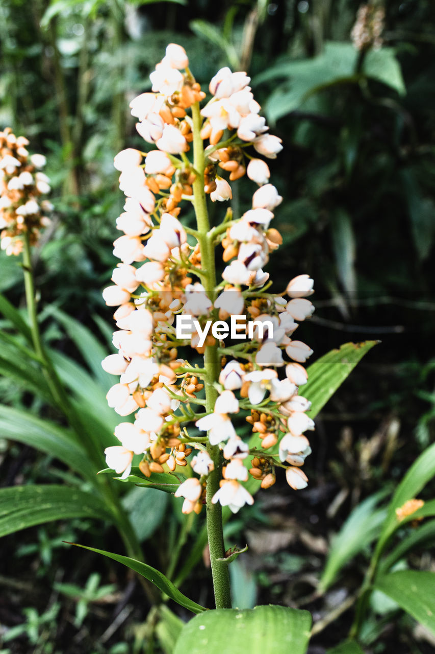 CLOSE-UP OF FLOWERING PLANT ON FIELD