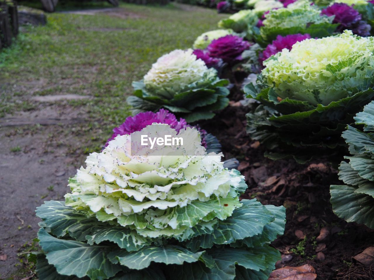 CLOSE-UP OF FLOWERS BLOOMING OUTDOORS