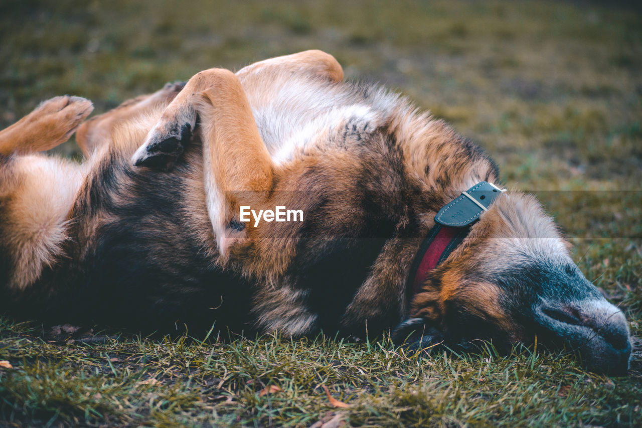 View of a dog resting on field