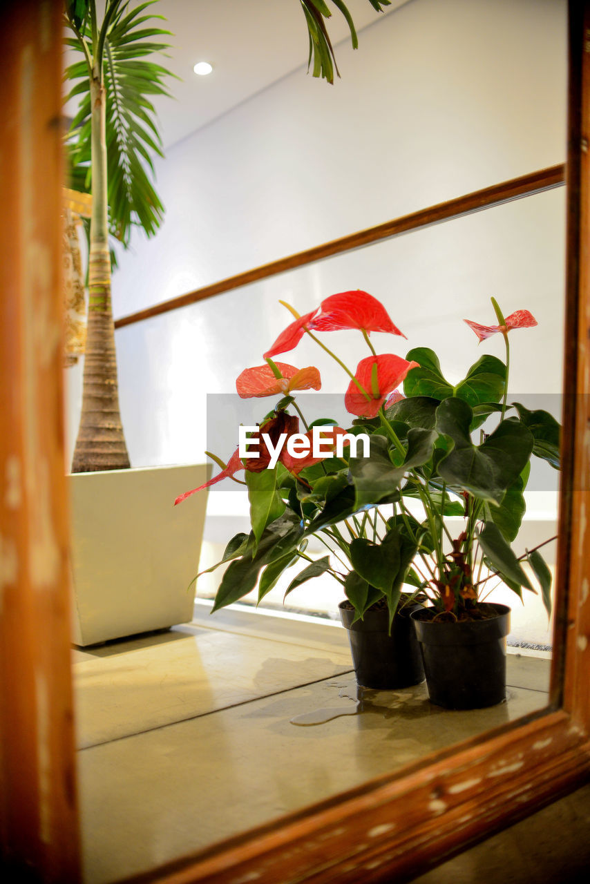 Potted plant  through mirror on the floor