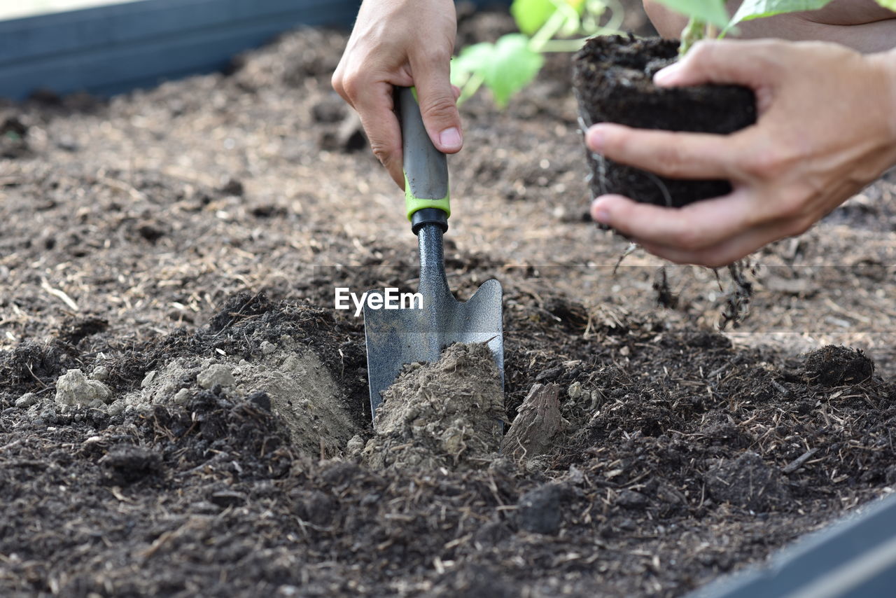 Plant hands earth cucumber tomatoes garden ecology bio