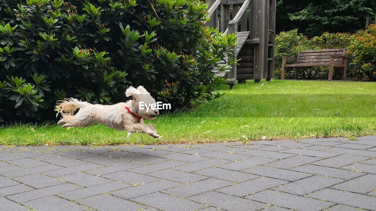 View of running dog on footpath in yard