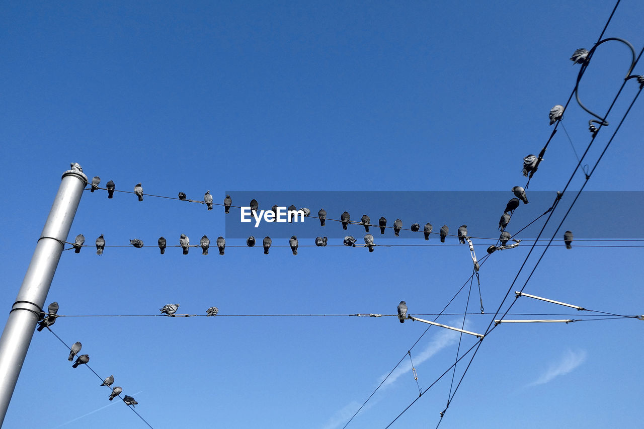 Low angle view of birds perching on cable  /  pigeons in the city