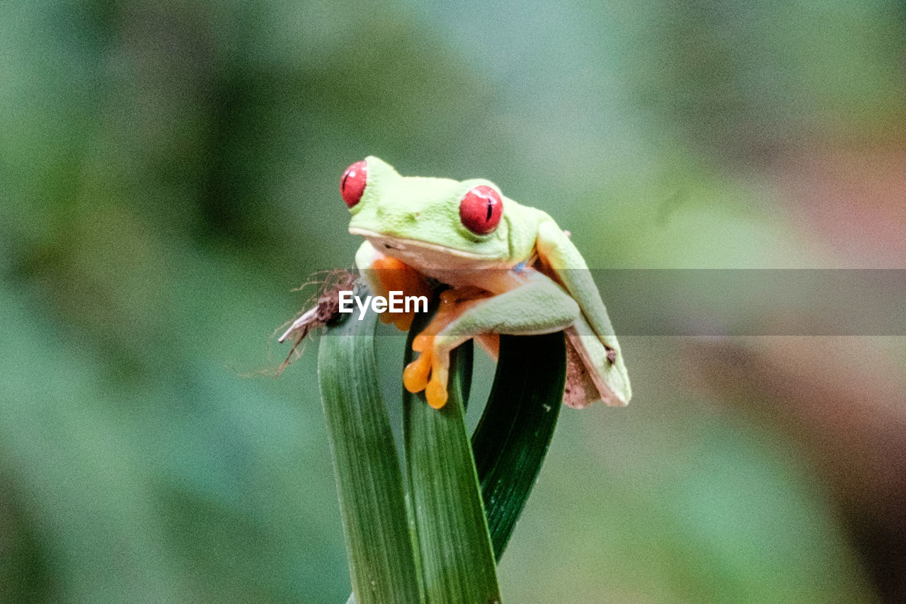 Close-up of frog on plant