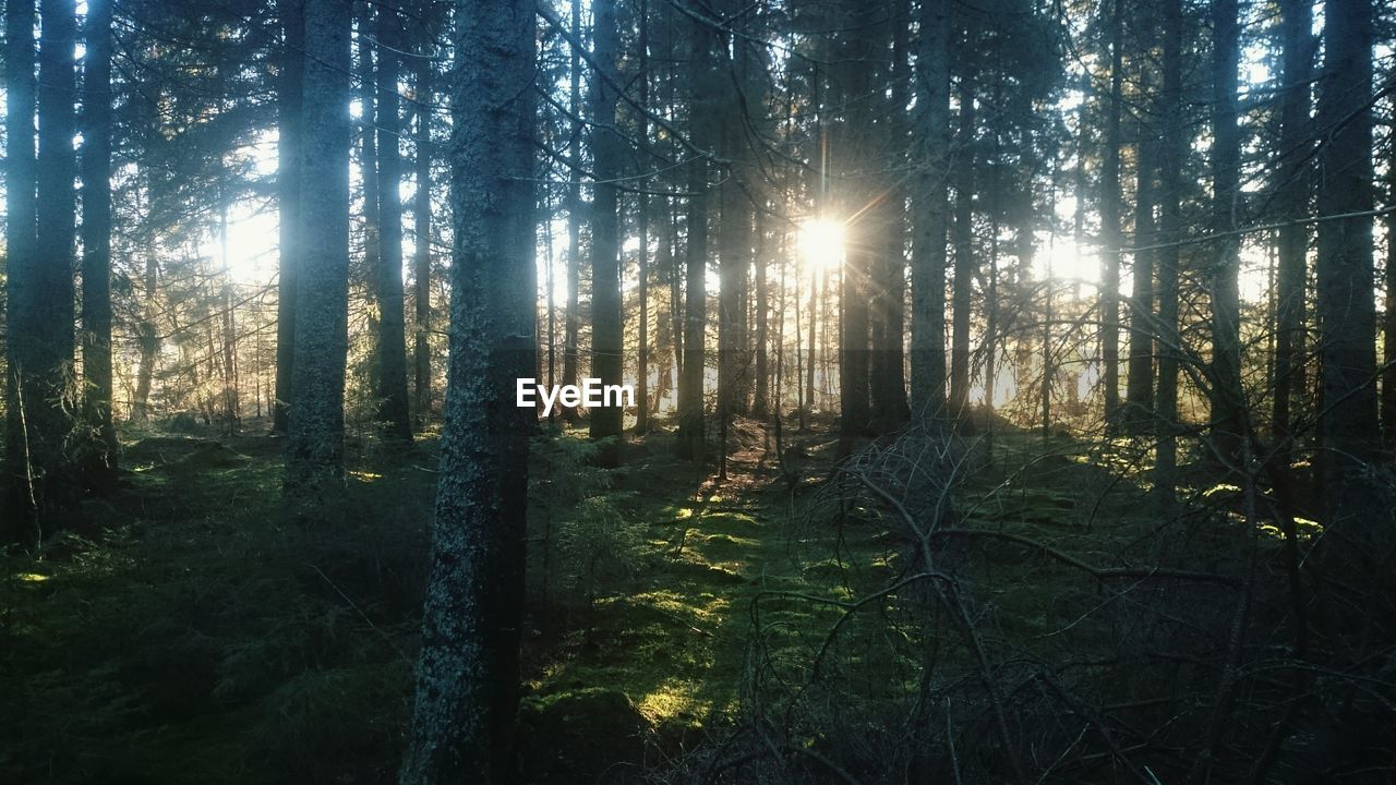 TREES IN FOREST AGAINST SUNSET