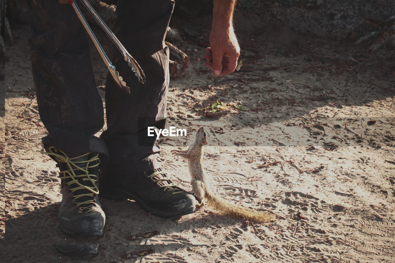 Low section of man standing on land with squirrel