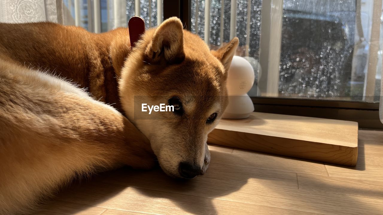 pet, dog, animal, animal themes, mammal, one animal, domestic animals, indoors, canine, relaxation, shiba inu, no people, window, sunlight, home interior, flooring, wood, day, puppy, lying down, hardwood floor, furniture, wolfdog, close-up