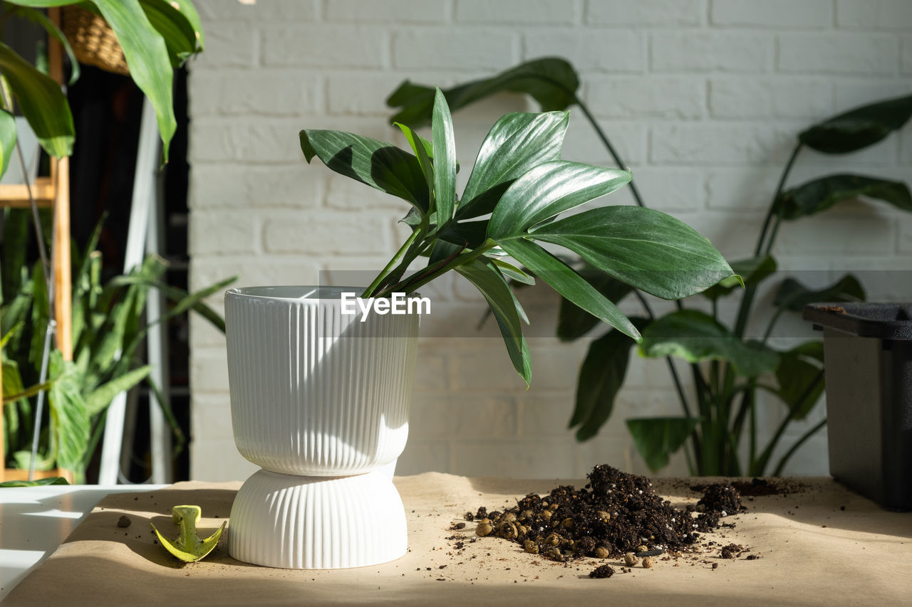 potted plant on table at home