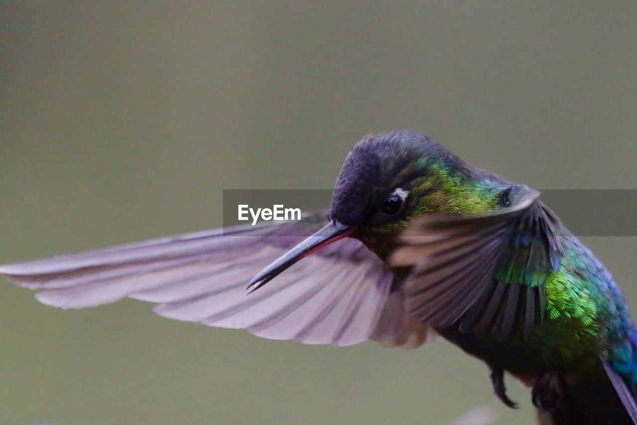 CLOSE-UP OF BIRD FLYING