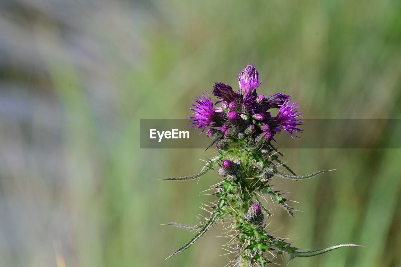 flower, plant, flowering plant, beauty in nature, freshness, purple, nature, prairie, close-up, focus on foreground, fragility, growth, grass, macro photography, flower head, thistle, no people, animal wildlife, environment, meadow, inflorescence, botany, outdoors, animal themes, animal, wildflower, food, land, social issues, plant stem, food and drink, petal, insect, herb, field, selective focus, blossom, day, landscape, springtime, green, tranquility, environmental conservation