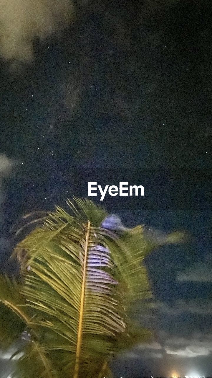 night, sky, star, nature, space, illuminated, no people, astronomy, beauty in nature, cloud, outdoors, plant, low angle view, scenics - nature, tree, light, palm tree, motion, galaxy