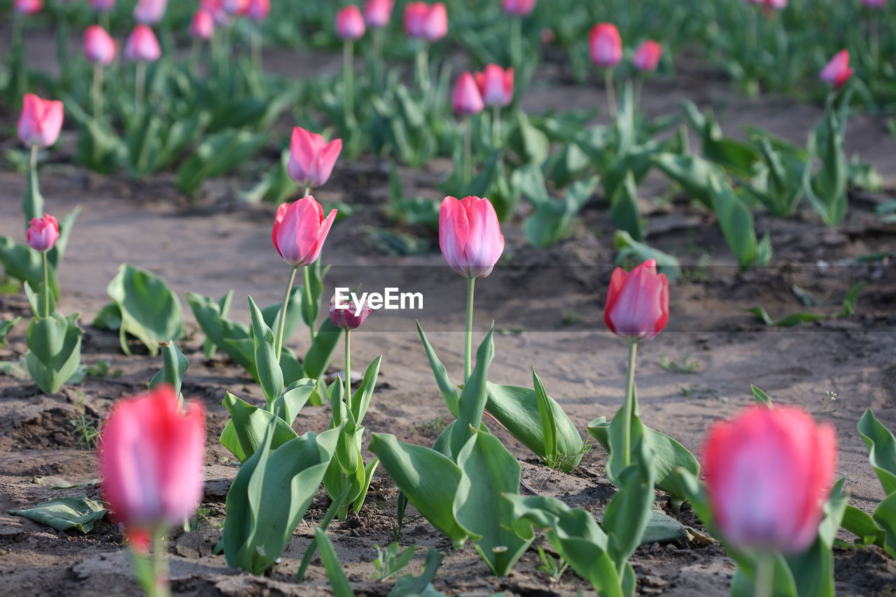 Close-up of pink tulips