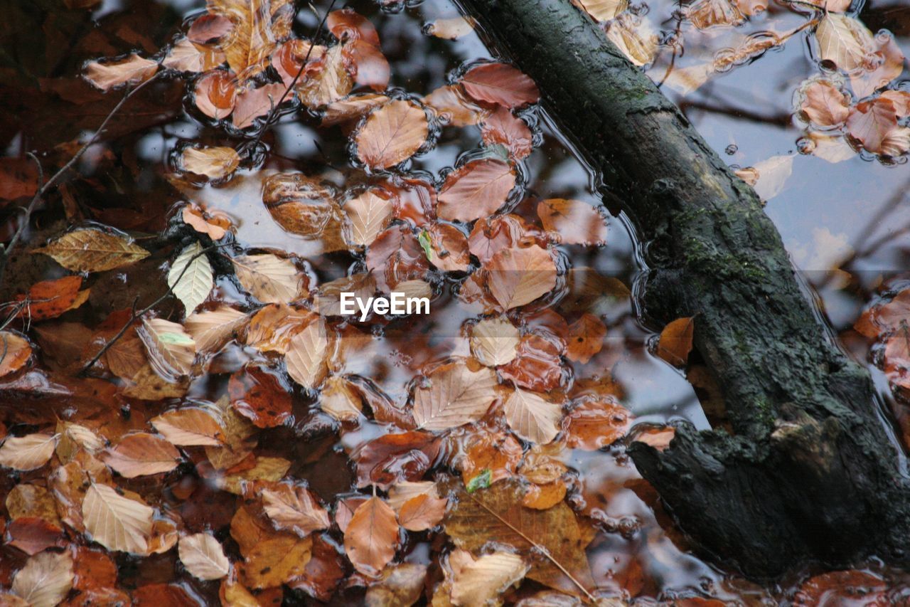 CLOSE-UP OF DRY LEAVES ON TREE