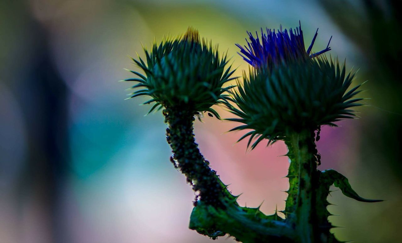 CLOSE-UP OF PLANT