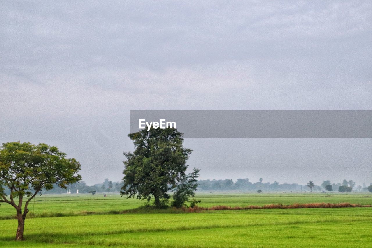 SCENIC VIEW OF FARM AGAINST SKY