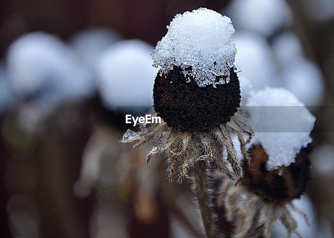 CLOSE-UP OF SNOW COVERED PLANTS