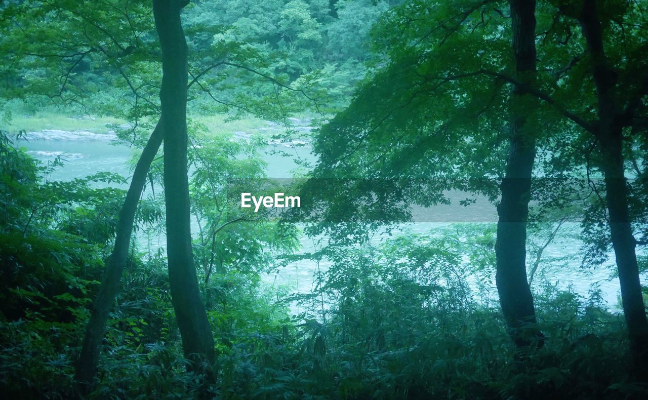 VIEW OF TREES IN FOREST